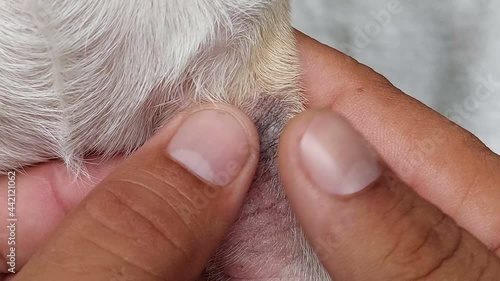 Skin Disease of Puppy Dog 