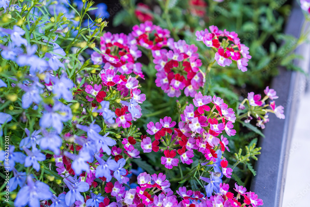 Obraz premium flowers in the garden