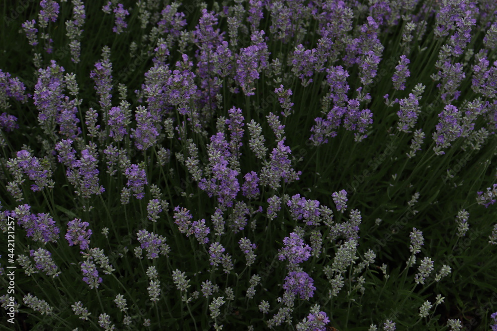 Obraz premium field of lavender