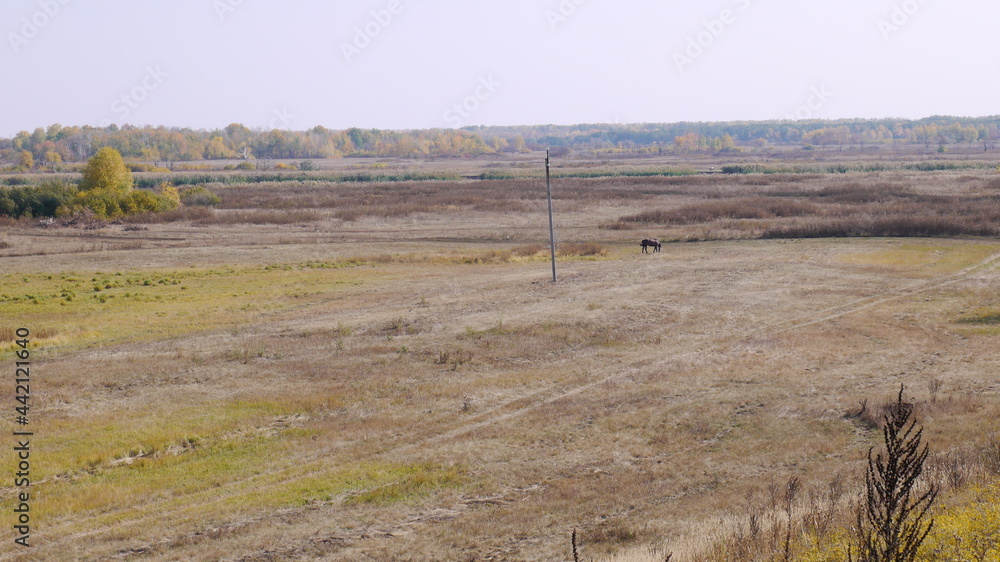 Fototapeta premium autumn field