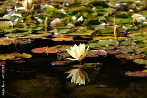water lily in the pond