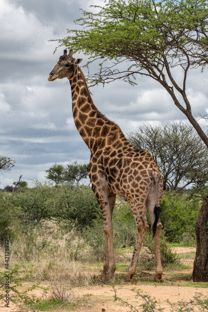 Obraz premium Giraffe africa