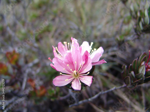 Closeup shot of a blooming Lewisia flower on the Roraima Mountain of Venezuela photo