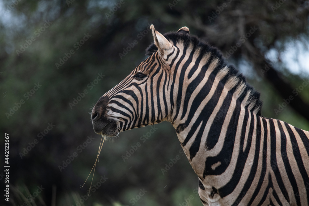 Fototapeta premium Zebra Africa