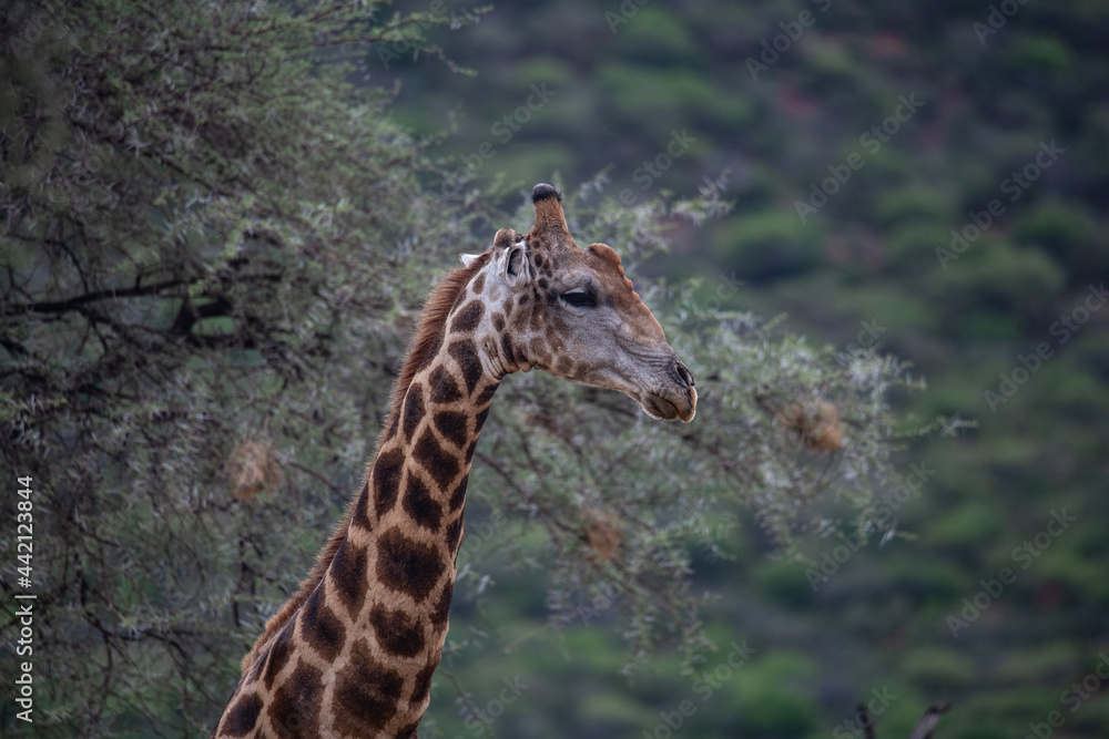 Giraffe africa