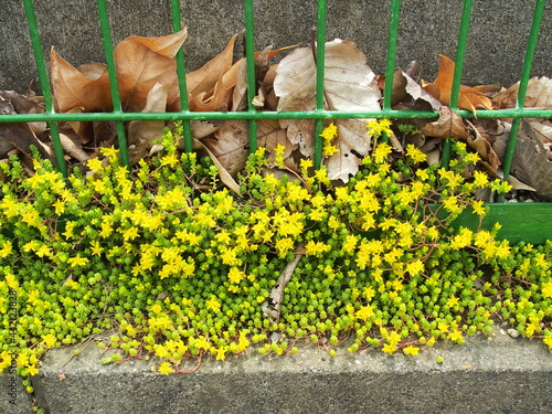 校庭のフェンスと縁石の上に咲く万年草 photo