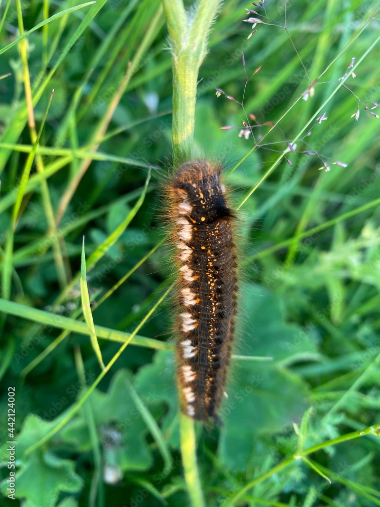 caterpillar on a branch