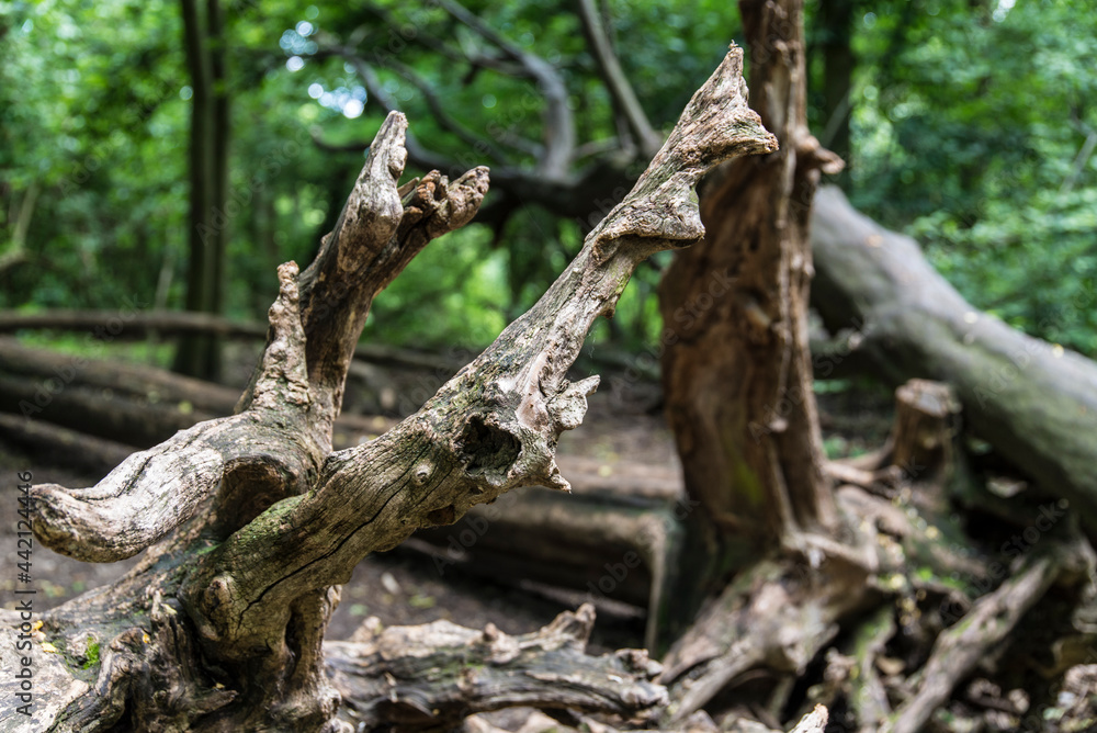 Obraz premium Wurzel im Wald