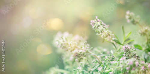 Blooming thyme on sunset. Summer natural banner background. Thymus serpyllum  vulgaris - spicy aromatic herb for cooking and folk medicine