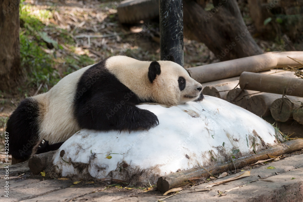 Obraz premium Giant pandas cool off with ice