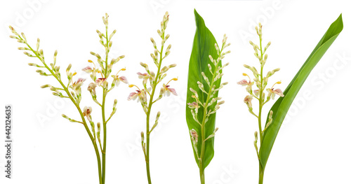Obraz na płótnie Galanga plant isolated on white background