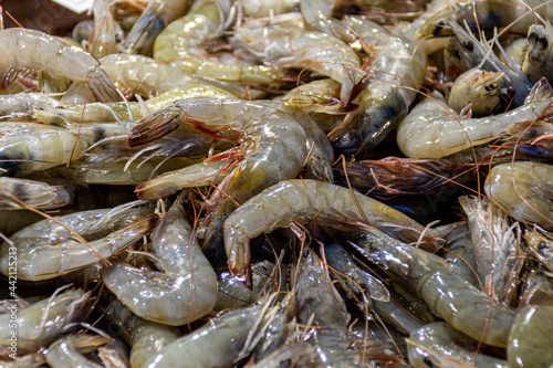 Fresh raw shrimps at the Rialto market in Venice, Italy