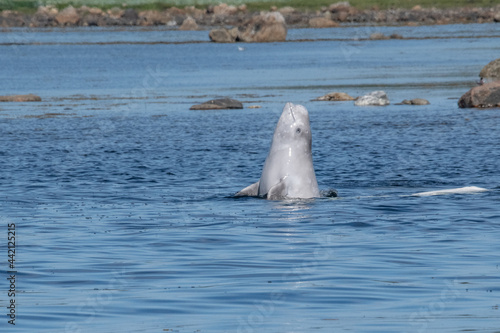 Canvastavla Beluga whale Arctic
