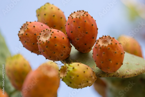 close-up of some growing cactus fruits