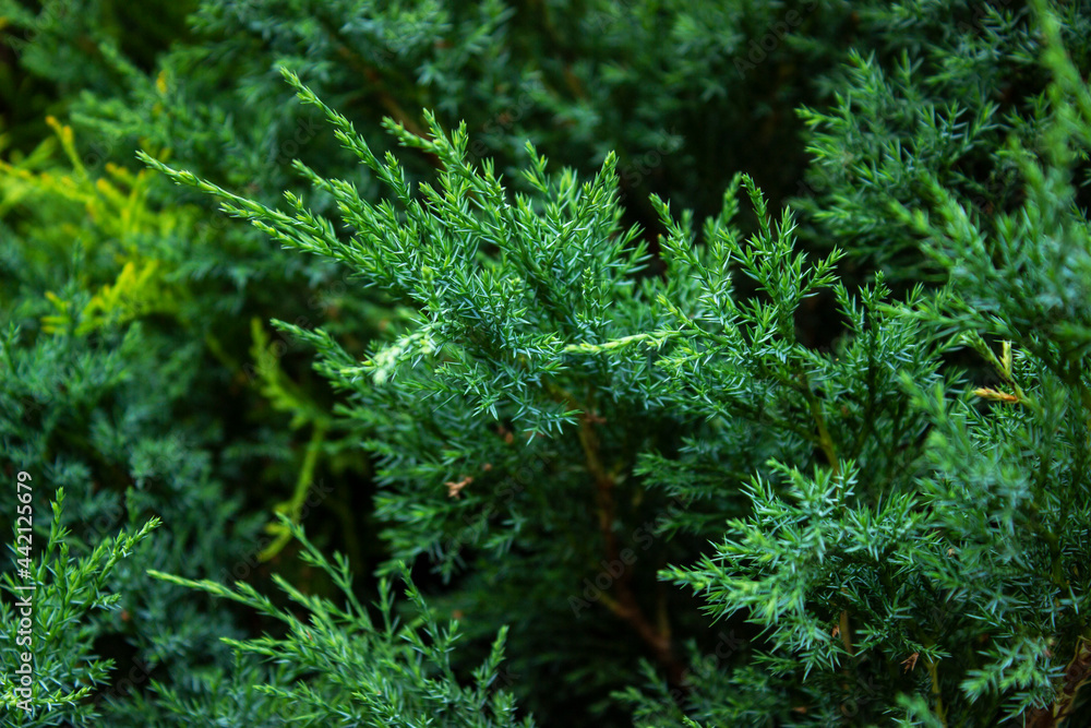 A green plant in a forest.High quality photo A green plant in a forest.High quality photo