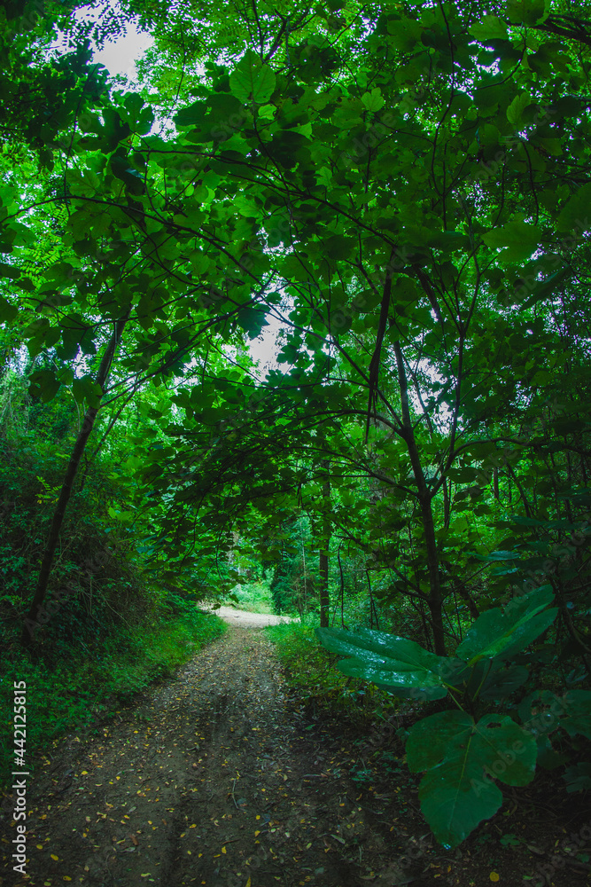 Naklejka premium on the forest road