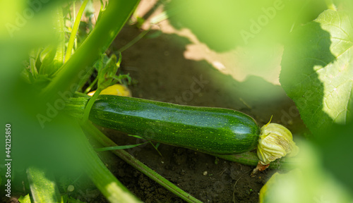 Fresh bio zucchini in home garden