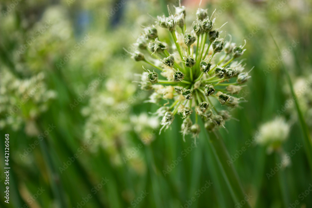 Home potted spider plant Chlorophytum close-up, airplane plant, Chlorophytum comosum, plant vertical natural background, botanical garden, copy space, selective focus Home potted spider plant Chlorophytum close-up, airplane plant, Chlorophytum comosum, plant vertical natural background, botanical garden, copy space, selective focus