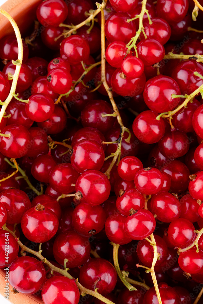 Red currant berries on White Background Red currant berries on White Background