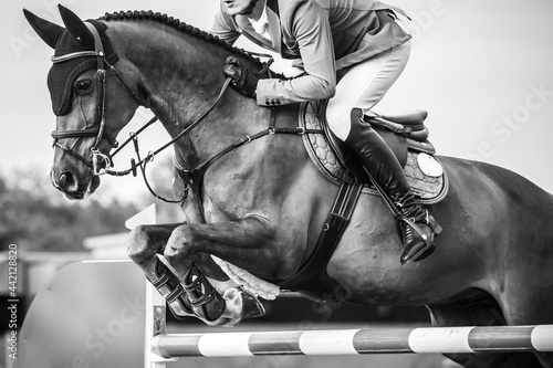 Black and white Equestrian Sports photo-themed: Horse jumping, Show Jumping, Horse riding.