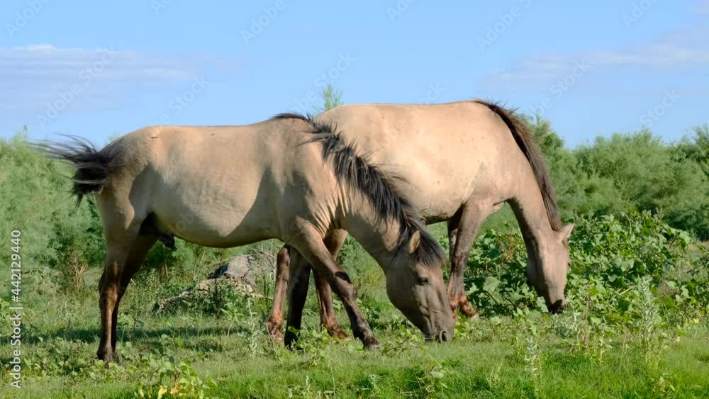 Slow motion, Two wild horses grazes in a green meadow. Wild Konik or Polish primitive horse. Ermakov island, Danube Biosphere Reserve in Danube delta, Ukraine Slow motion, Two wild horses grazes in a green meadow. Wild Konik or Polish primitive horse. Ermakov island, Danube Biosphere Reserve in Danube delta, Ukraine