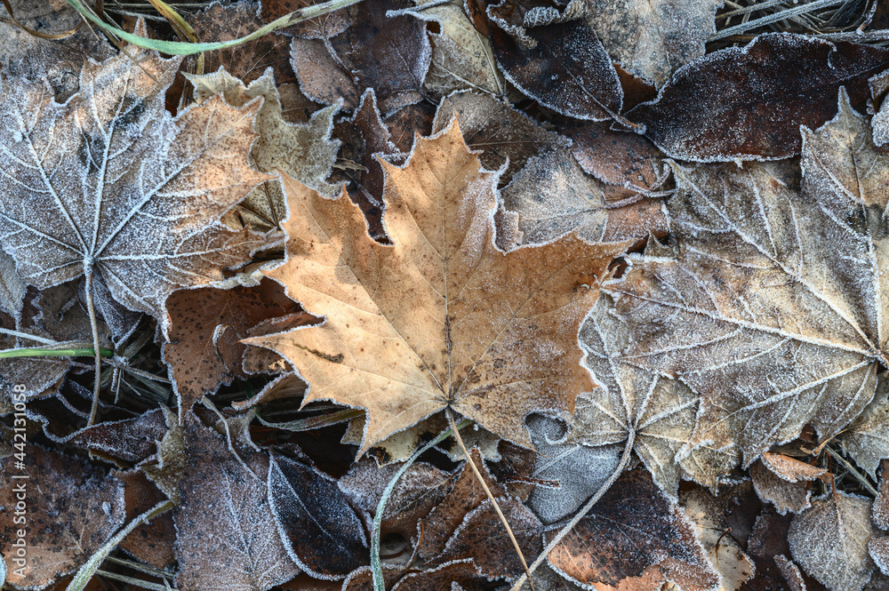 Frozen Maple Leaf On The Ground. Autumn leaves covered with frost - textured background Frozen Maple Leaf On The Ground. Autumn leaves covered with frost - textured background