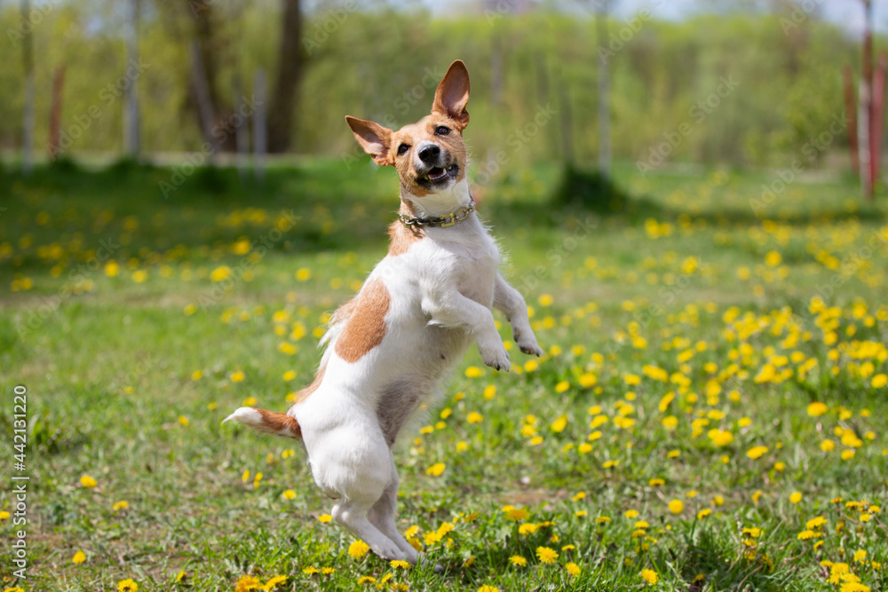 Funny dog of breed jack russell playing in the park. Beautiful dog in nature. Funny dog of breed jack russell playing in the park. Beautiful dog in nature.
