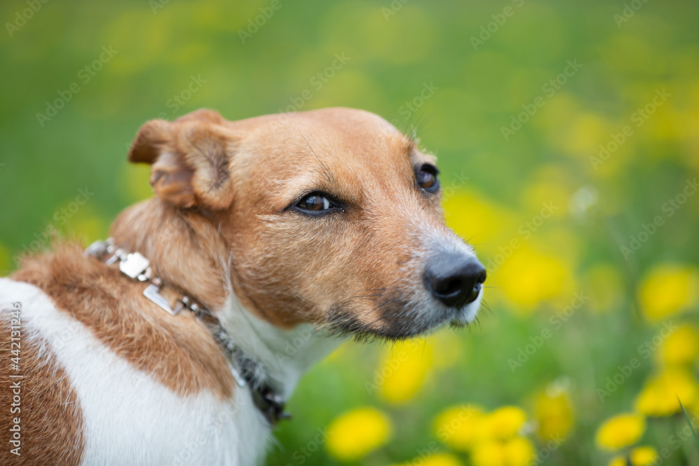 Dog breed jack russell looks at the camera with a smart look. Beautiful dog in nature. Dog breed jack russell looks at the camera with a smart look. Beautiful dog in nature.