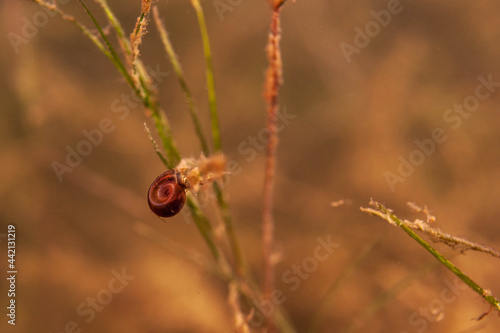 Fresh water snail in an inland lake © Focused Adventures