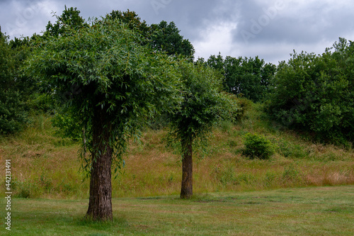 landscape from the park Boshoven with trunk trees in Weert the Netherlands