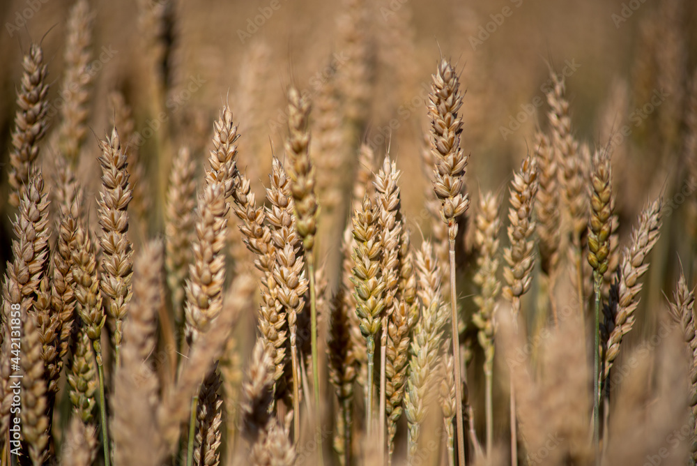 Fototapeta premium wheat