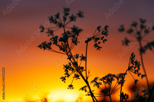 Inflorescences of a plant Runny Aegopodium grass against a bright orange sunset sky with a selective focus on small flowers in the shade. Natural plant background in the environment.