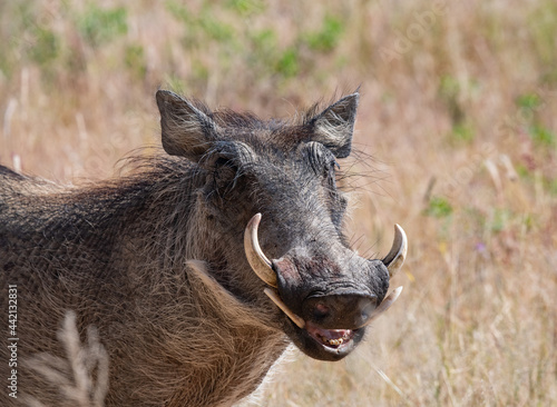 Warthog Pumba Africa photo