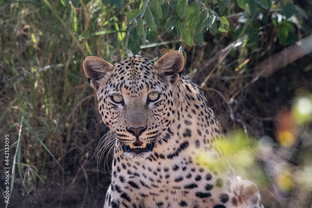 Fototapeta premium Leopard Africa