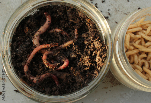 Close-up of glass jars with California worm and fly maggot. Topic: bait for fish carp, perch, carp, eel, roach, bleak, crucian carp, gudgeon, bream. California fishing worm photo