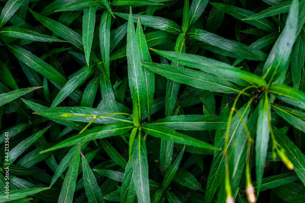 Fototapeta premium leaves background