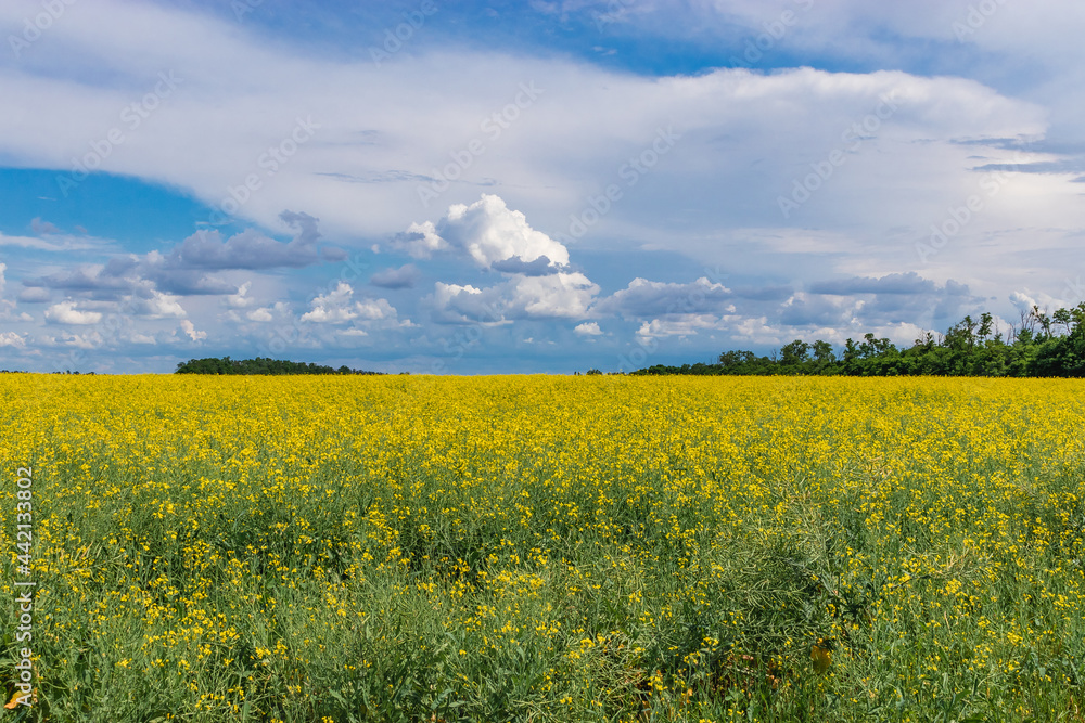 A picturesque field with flowering rapeseed and young green cereals under a blue sky with beautiful white clouds. A field of yellow flowering rapeseed with trees in the distance.