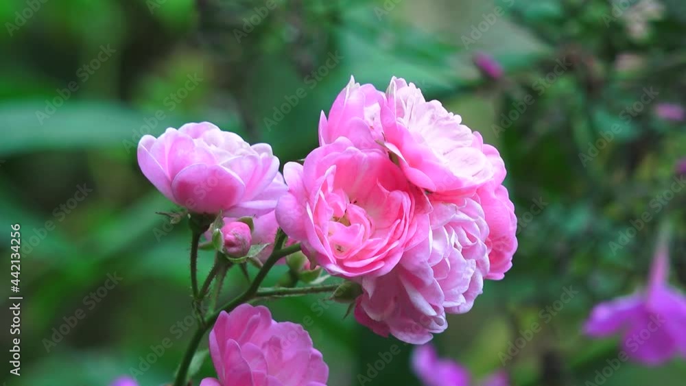 rosa Rosen mit Schwenks und Zoom in der Nahaufnahme rosa Rosen mit Schwenks und Zoom in der Nahaufnahme
