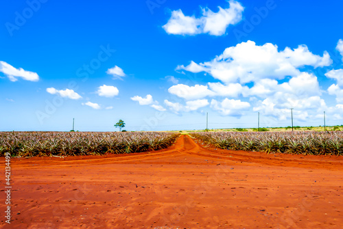 Pineapple plantation