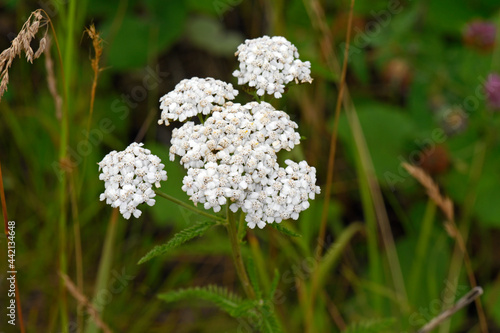 Common Yarrow // Gemeine Schafgarbe, Gewöhnliche Schafgarbe (Achillea millefolium) photo