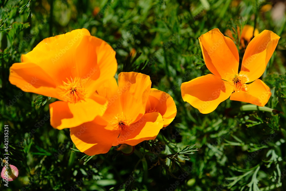 Peru Cusco - Inca ruins Qorikancha garden yellow flower California poppy Peru Cusco - Inca ruins Qorikancha garden yellow flower California poppy