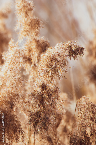 Pampas grass at sunset. Reed seeds in neutral colors on light background. Dry reeds close up. Trendy soft fluffy plant in the sun. Minimalistic stylish concept