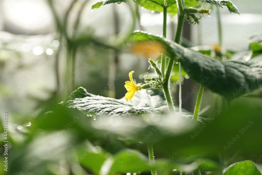 Fototapeta premium Cucumber flowers in the greenhouse
