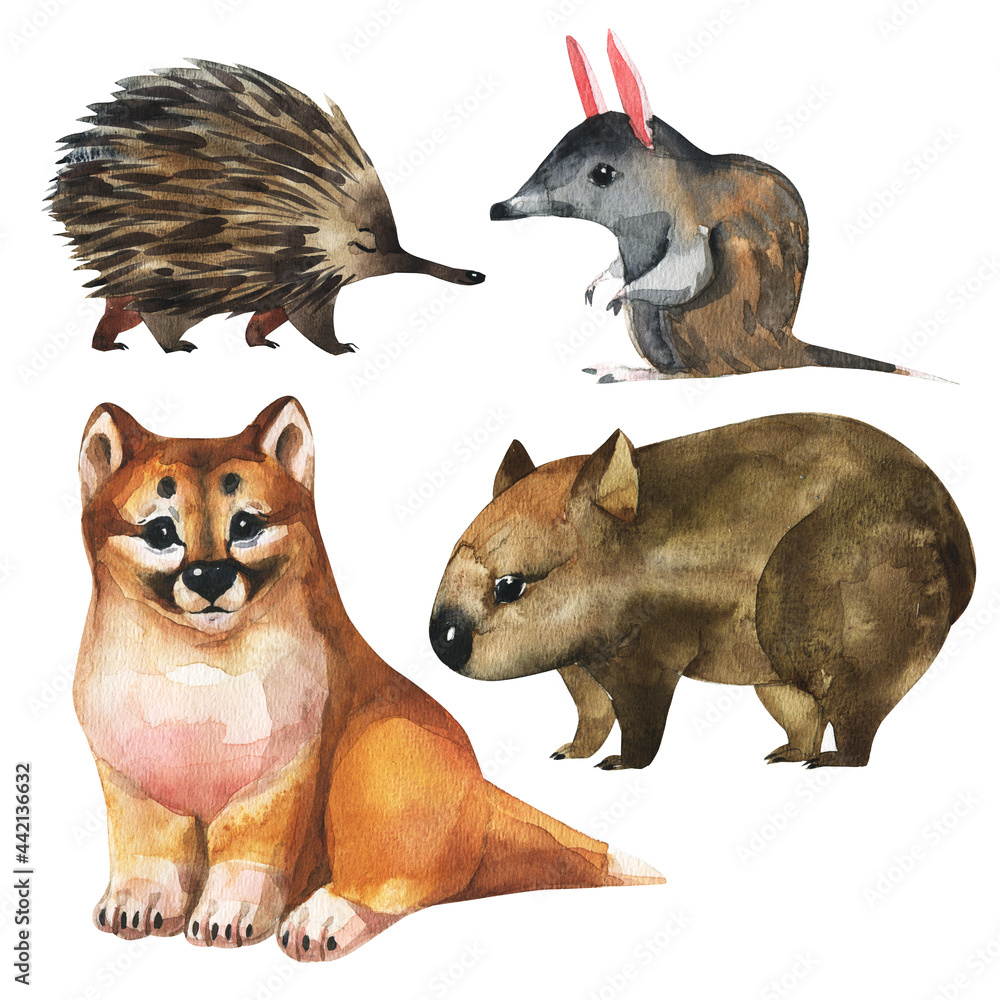 custom made wallpaper toronto digitalAustralian animals watercolor illustration hand drawn wildlife isolated on a white background. Australia Day