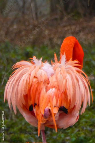 Leuchtend orange pinker Flamingo Popo von Hinten. Pinkes aufgeplustertes Federkleid. Der Rücken eines Vogels. Beeindruckendes Flamingo Hinterteil. Roter Arsch im Zoo. Roter Hintern .
