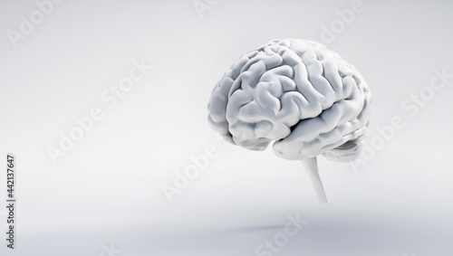 Foto Isolated brain on white background with copy space