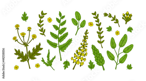 Set of meadow plants design elements isolated on white background. Vector illustration in sketch style