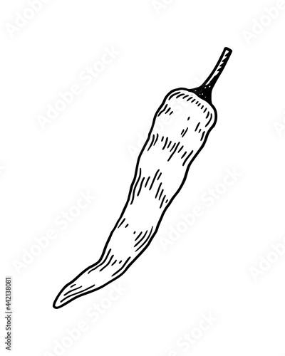 Hand drawn chilly isolated on white background. Vector illustration in sketch style