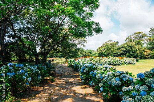 Honinji Pond hydrangea flower garden in Jeju Island, Korea photo