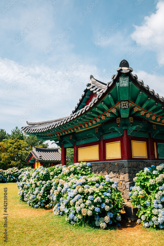Honinji Pond hydrangea flower garden in Jeju Island, Korea